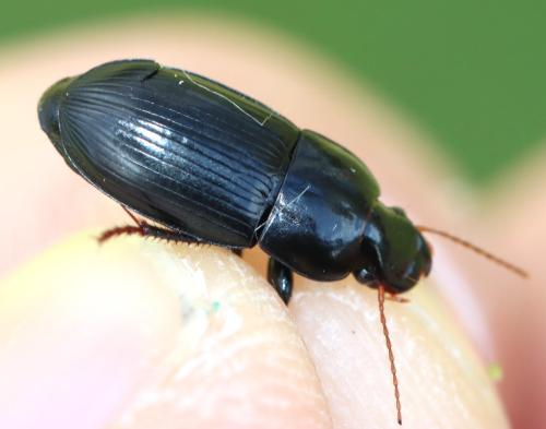 Réf. 320 985 : Harpalus tardus